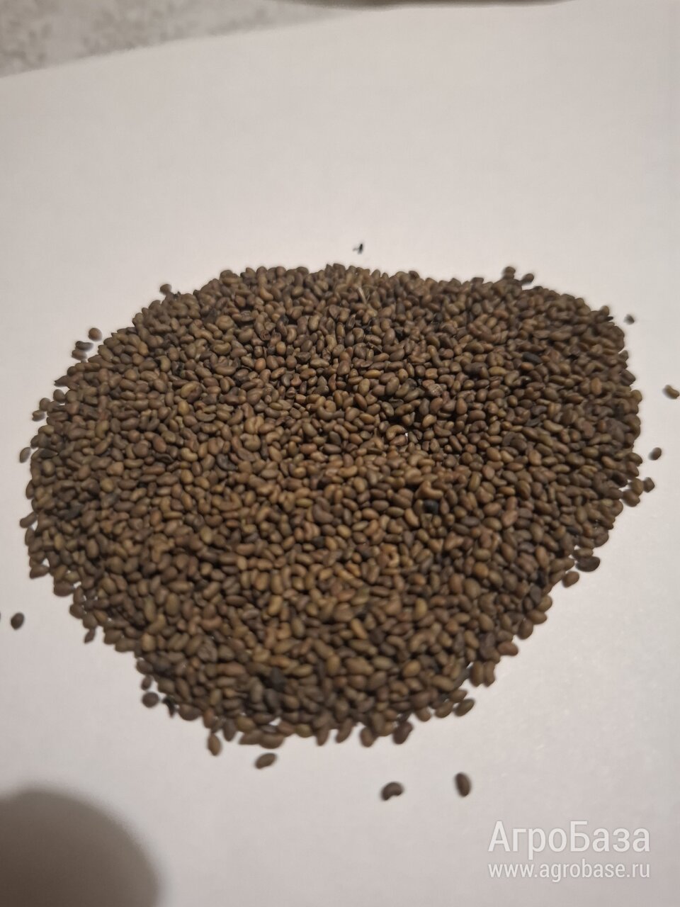 Семена люцерны.