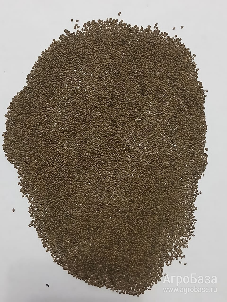 СЕМЕНА ЛЮЦЕРНЫ.