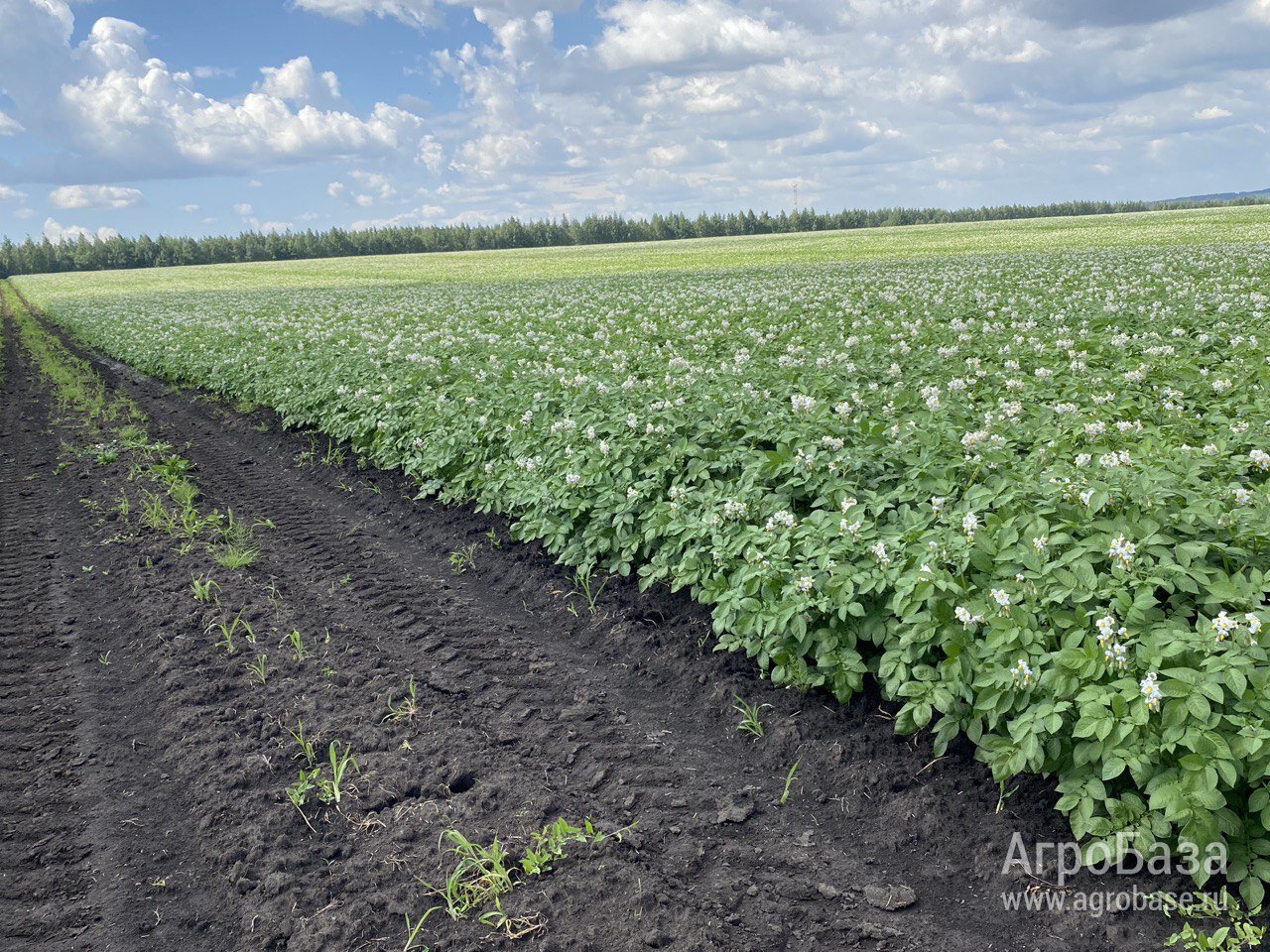 Картофельный бизнес