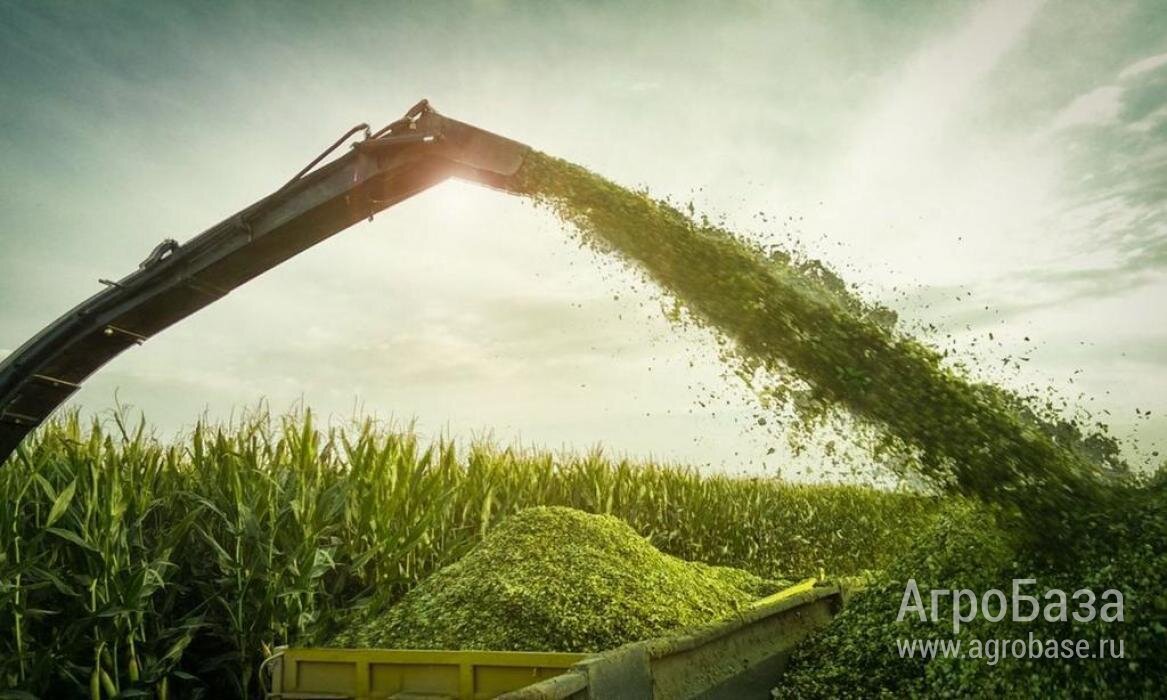 Силос кукурузный 2025год