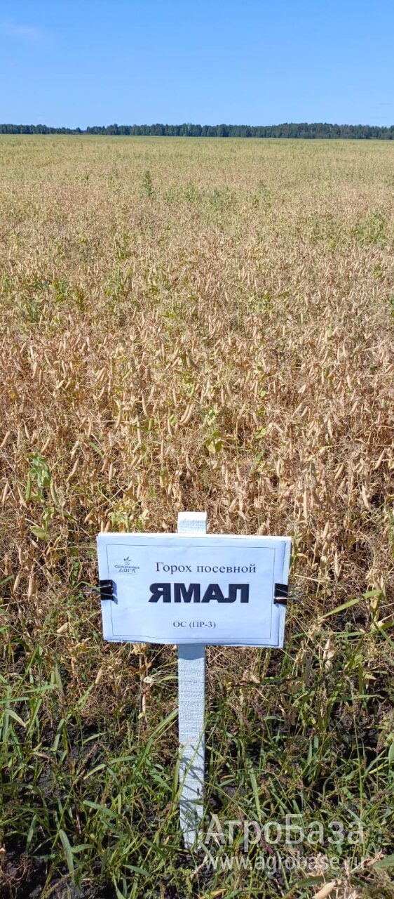 Горох Ямал