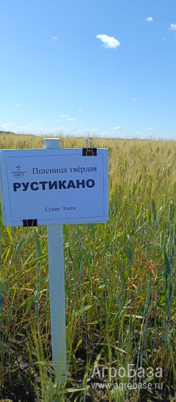 Пшеница твёрдая Рустикано