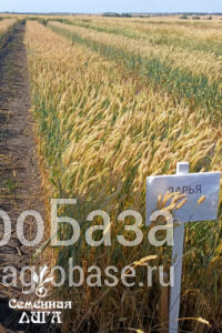Пшеница Дарья