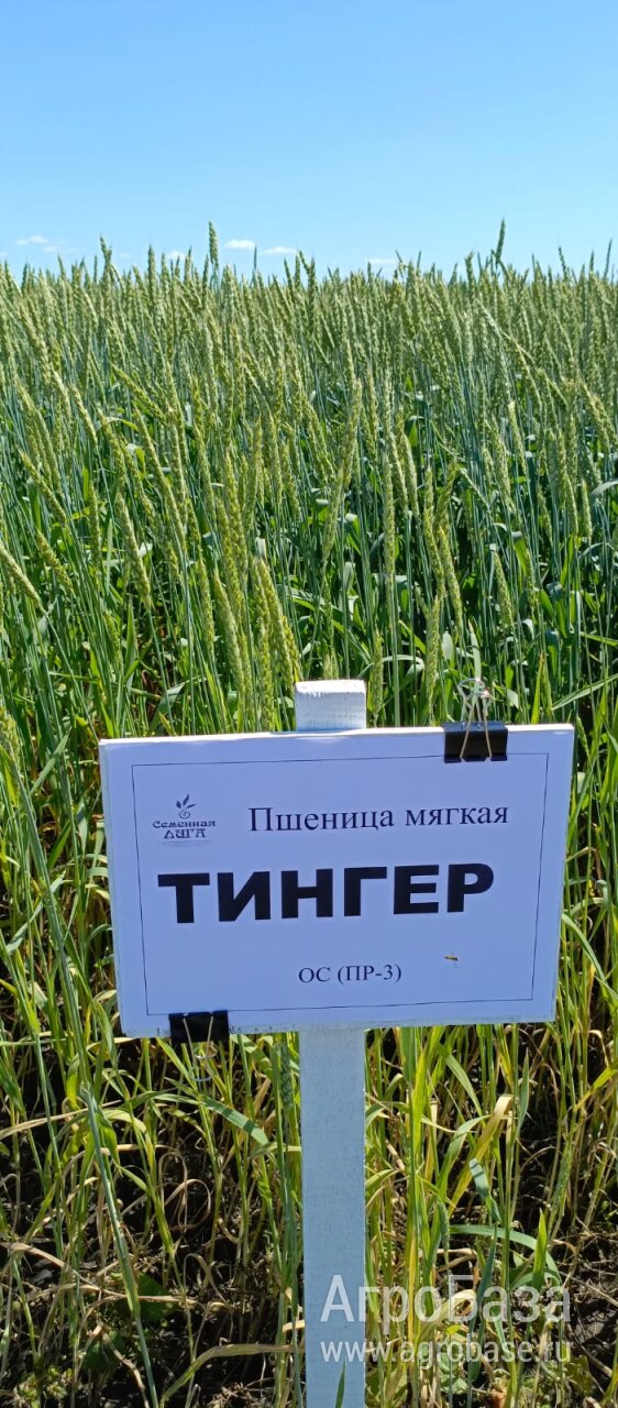 Пшеница Тингер