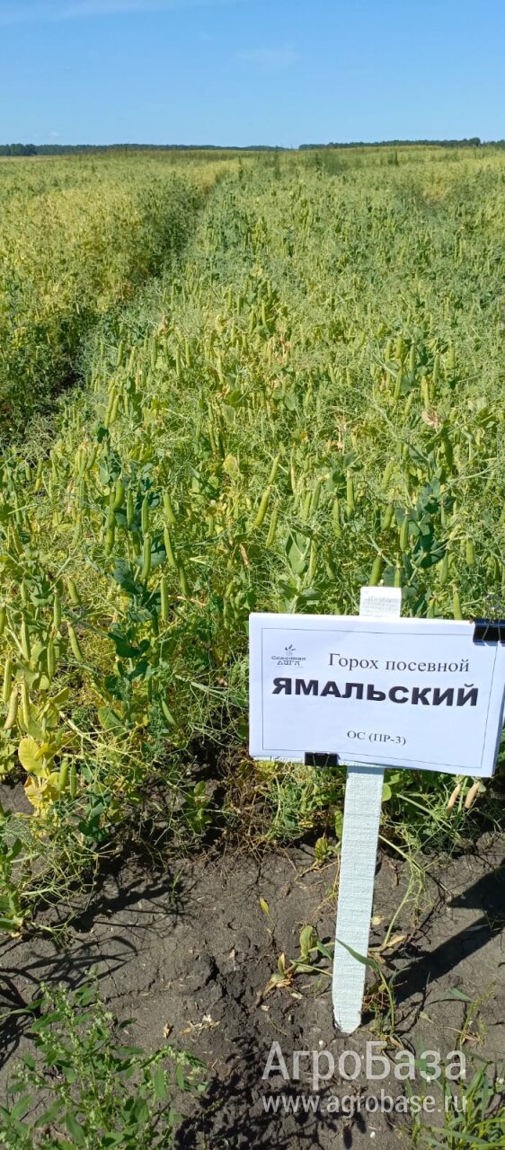 Горох Ямальский