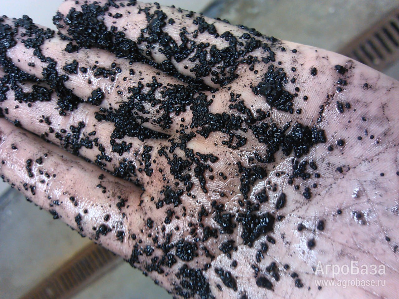 Анаэробный гранулированный ил высшего качества