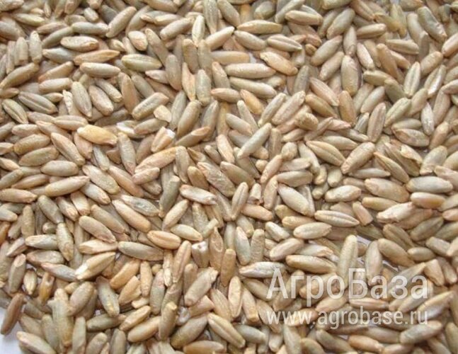 Рожь зерно оптом