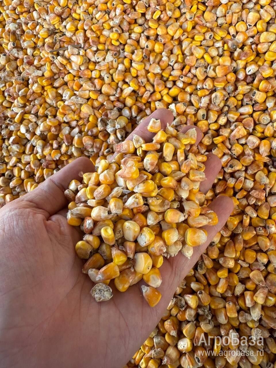 Кукуруза (фуражная) кормовая. ГОСТ