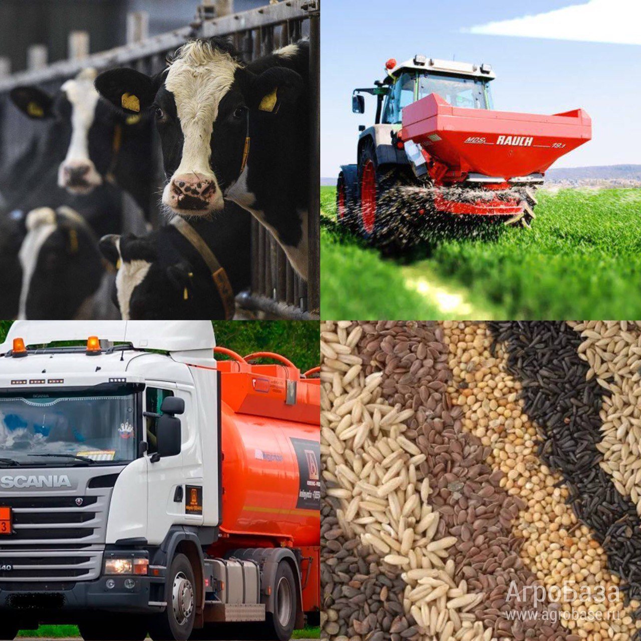 Пшеница. Рожь. Ячмень