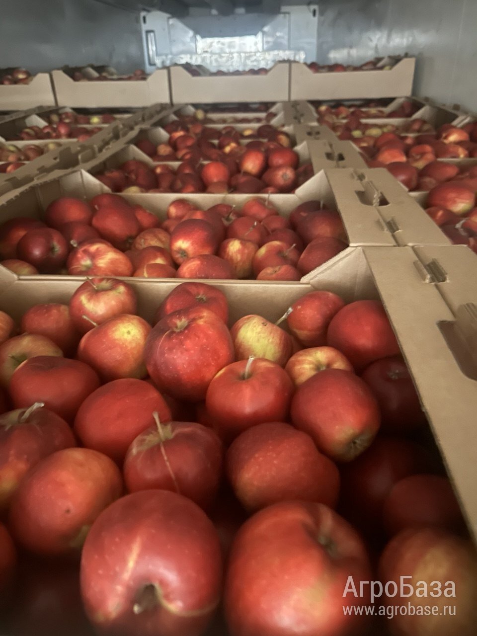 ЯБЛОКИ скупаю в Москве | Возвраты с сетей | Сегодня