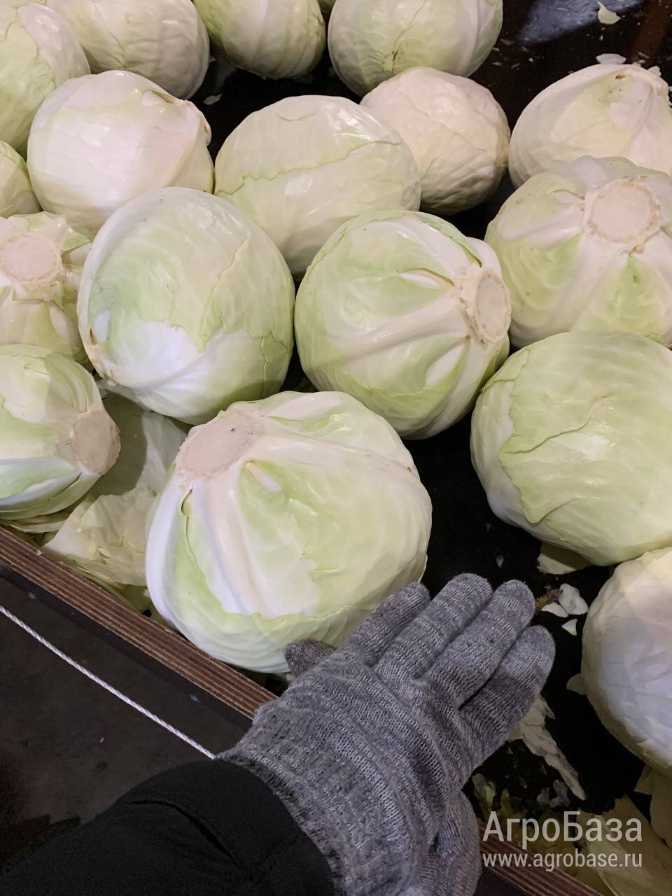 КАПУСТА белокачанная | качество - объем | ОПТ