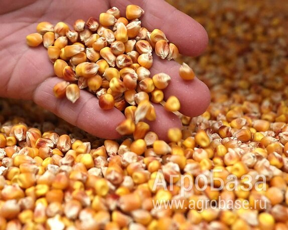 Кукуруза зерно Сары-Агаш Узбекистан