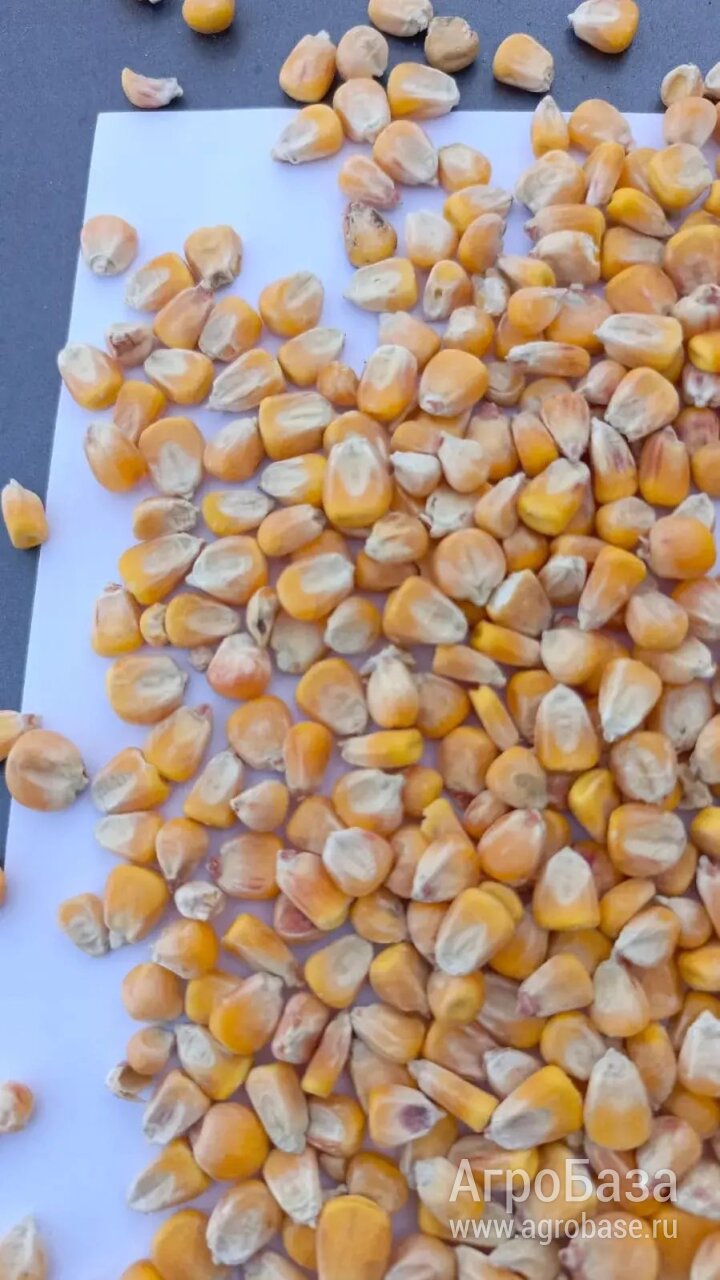 Кукуруза кормовая