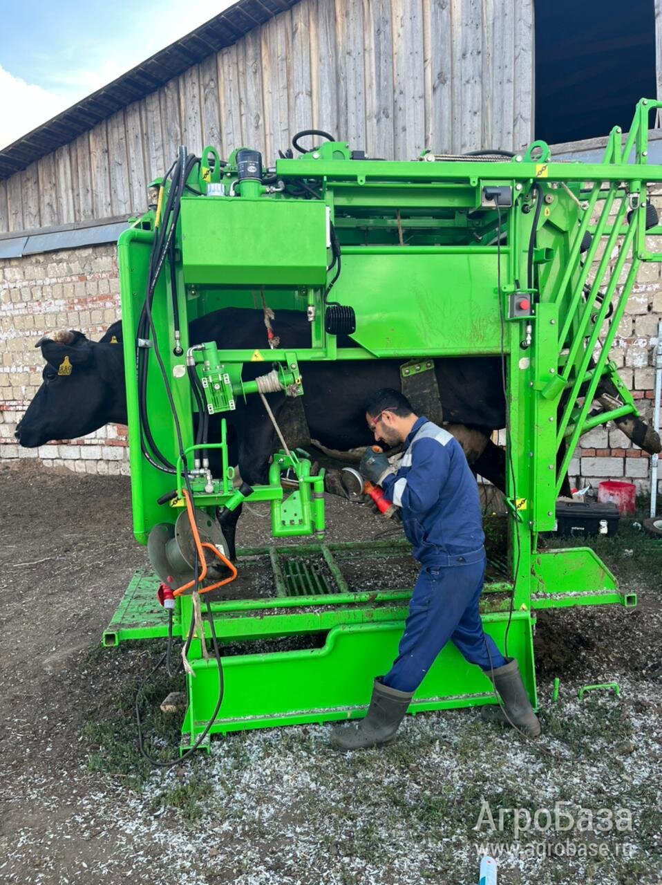 Обрезка и лечение копыт коров