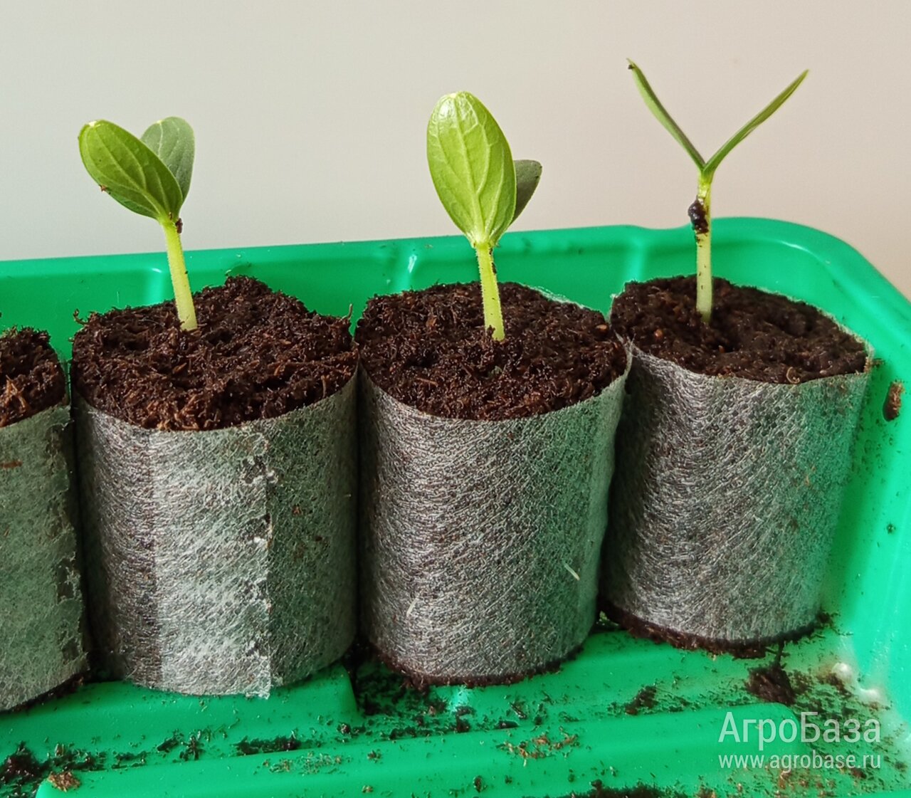 Торфяные пробки «САФИТ АГРО»