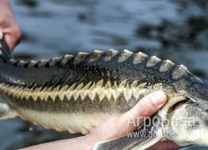 Рыба живая деликатесная оптом
