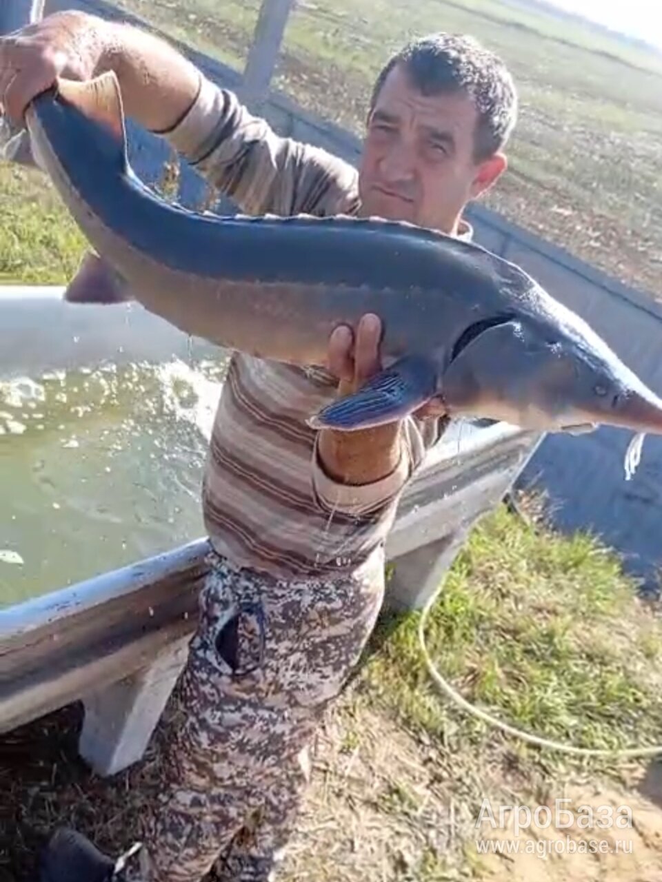 Продам осетра со своей фермы