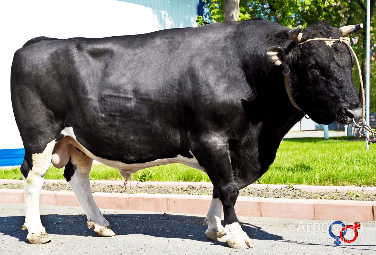 Семя быков-производителей