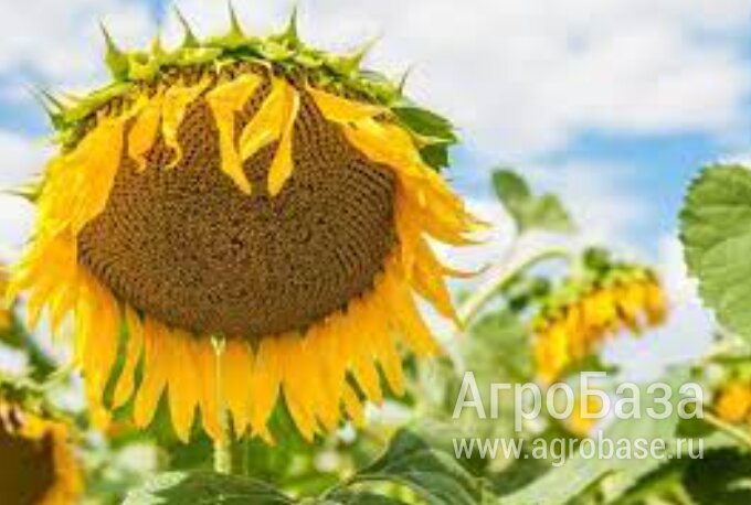 Продаю семена подсолнечника гибриды