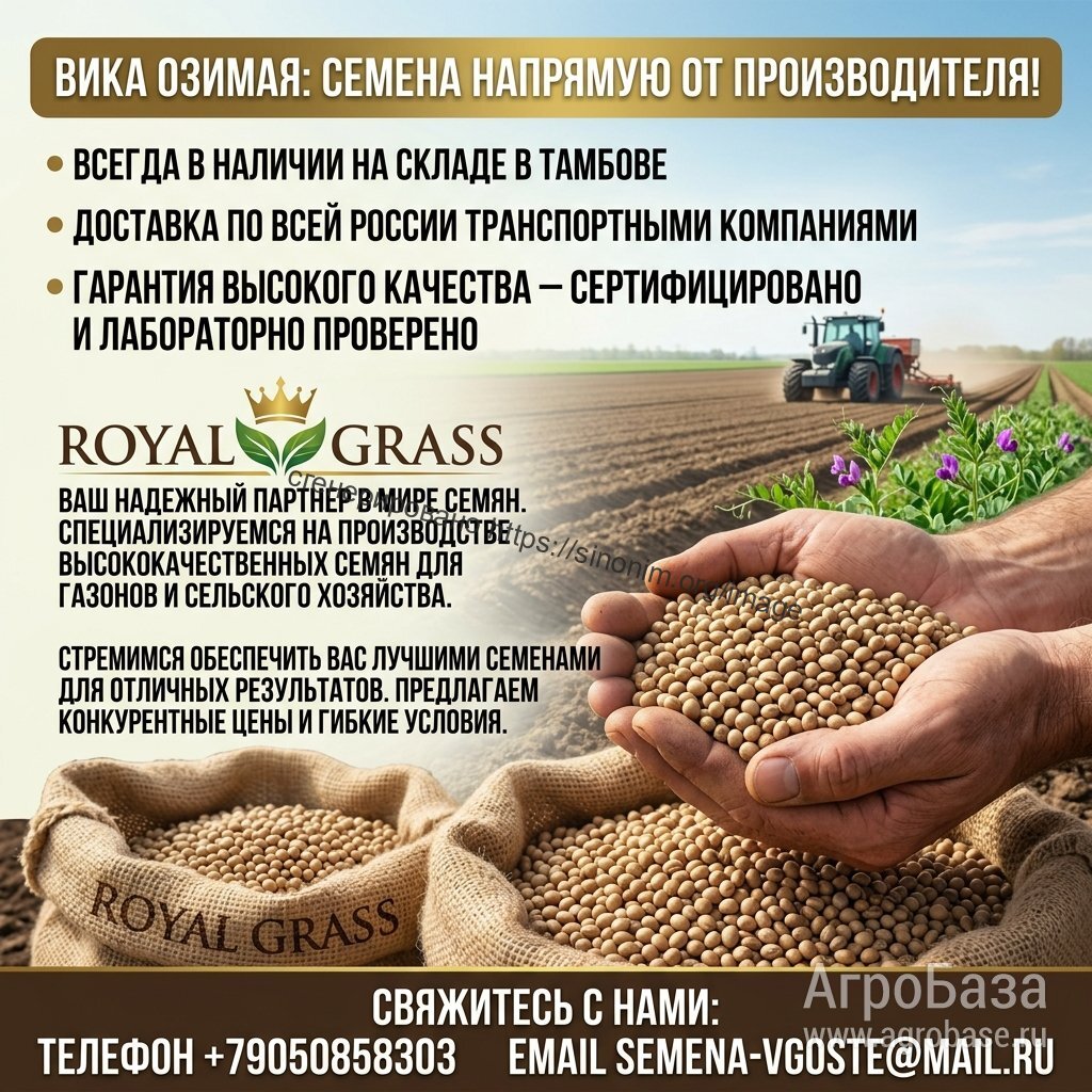 Семена Вика озимая