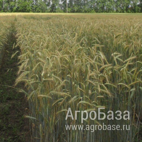 Реализуем семена Вика яровая «Льговская 22»
