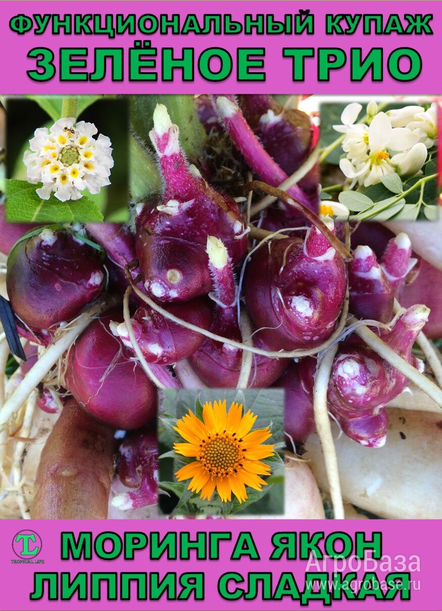 Функциональный купаж Зелёное Трио. Моринга, Якон, Липпия сладкая.