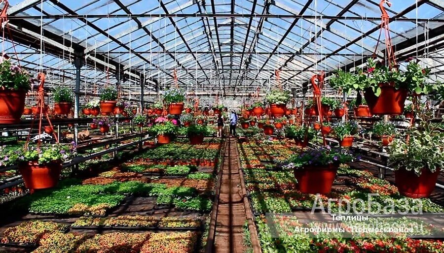 Теплицы от 1000 кв.м до 12 000 кв.м