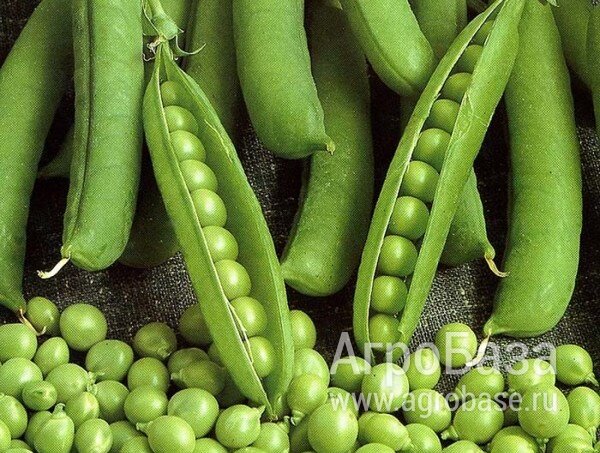 Семена гороха ярового Аксайский усатый 7 Усатый кормовой