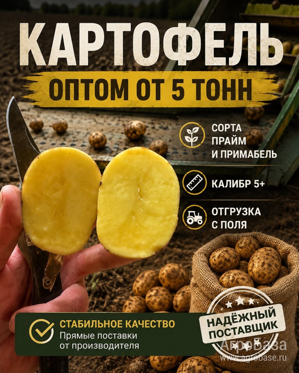 Картофель оптом - сорта прайм и примабель