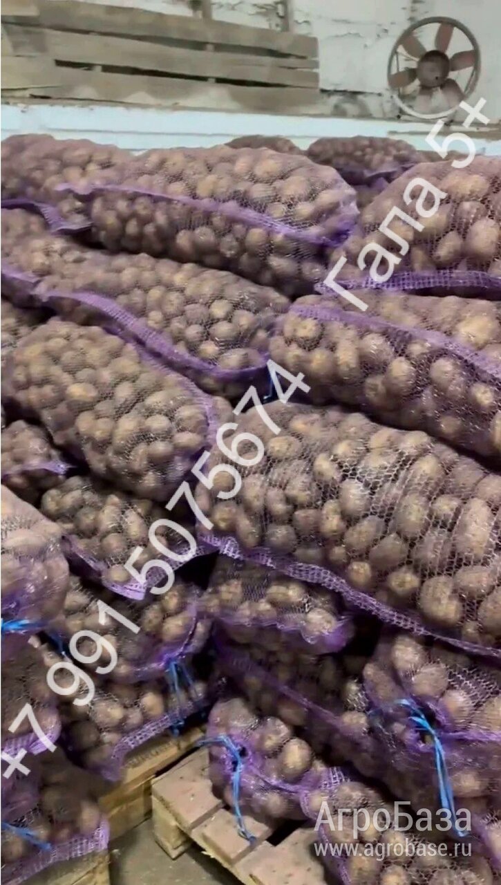 Продажа картофеля оптом напрямую с хранилища ТПК г. Омск