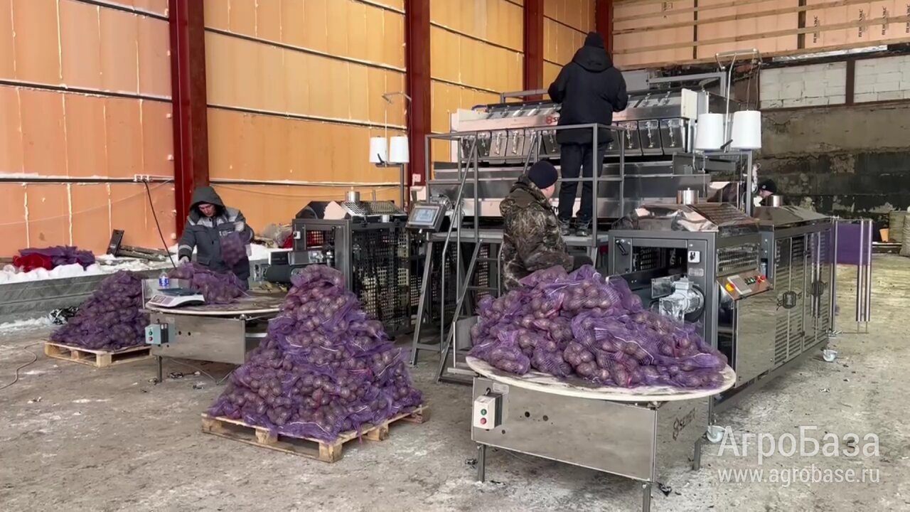 Сухая чистка и фасовка овощей в сетку-мешок 12 тонн в час (картофель, морковь, лук, свекла, редька, репа)