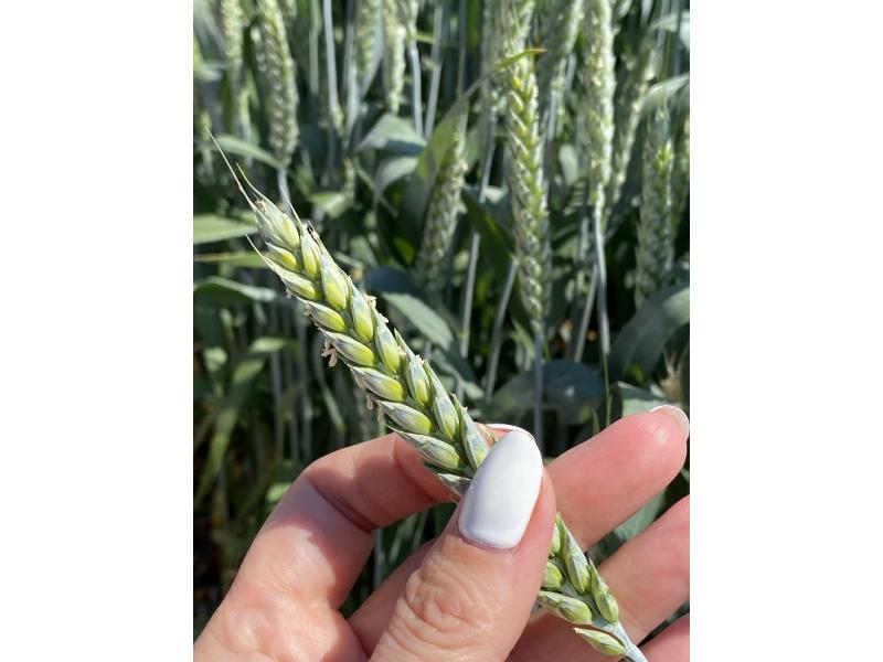 Семена пшеницы озимой купить Акапелла  Арсенал Армада Бумба Багира Богема Былина Дона Донская Лира