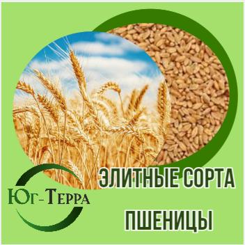 Продам семена озимой пшеницы Алексеич, Гром, Жаворонок, Школа
