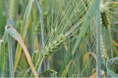 Семена озимой пшеницы Таня, Тимирязевка-150