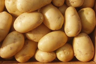 Семенной картофель из Беларуси. Картофель Лилея