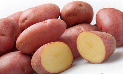 Семенной картофель из Беларуси. Картофель Манифест