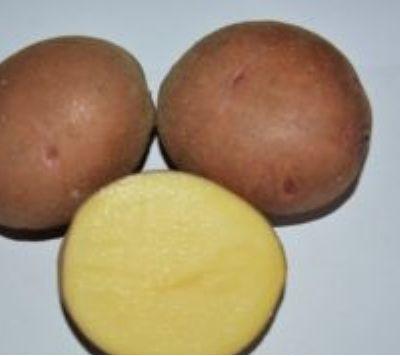 Семенной картофель из Беларуси. Картофель Першацвет