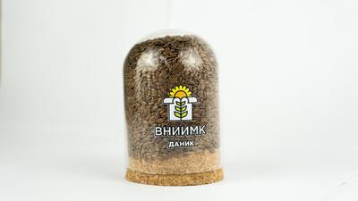 Семена масличного льна ВНИИМК сорт Даник