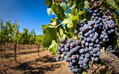 Курс «Основы виноградарства»