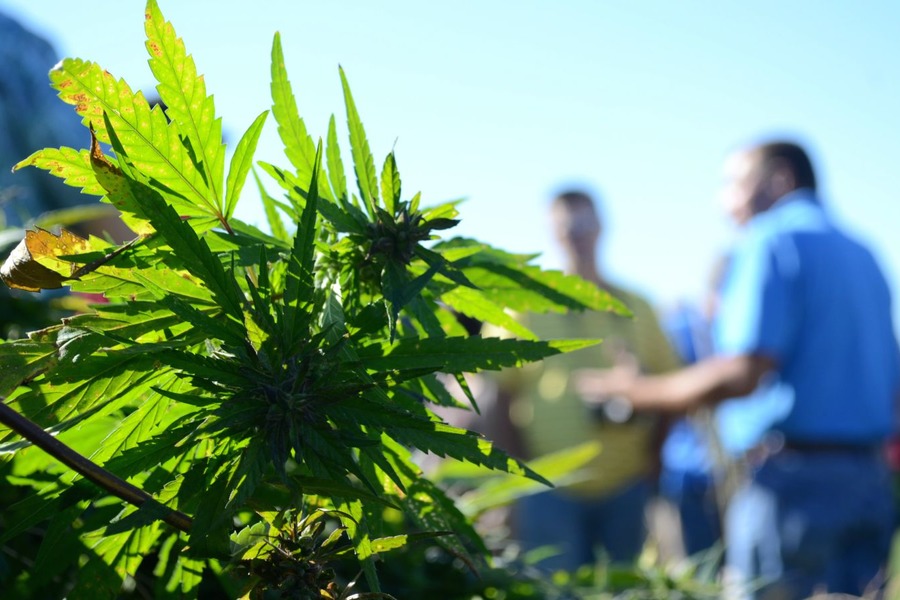 Выращивание ненаркотической конопли марихуану можно достать