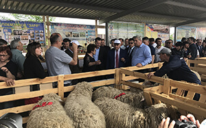 Достижения селекционно-племенной работы овцеводов и козоводов вызывают гордость