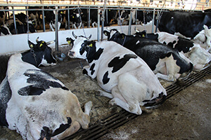 Для животноводства нет плохой погоды: технология холодного метода выращивания телят продолжает набирать популярность