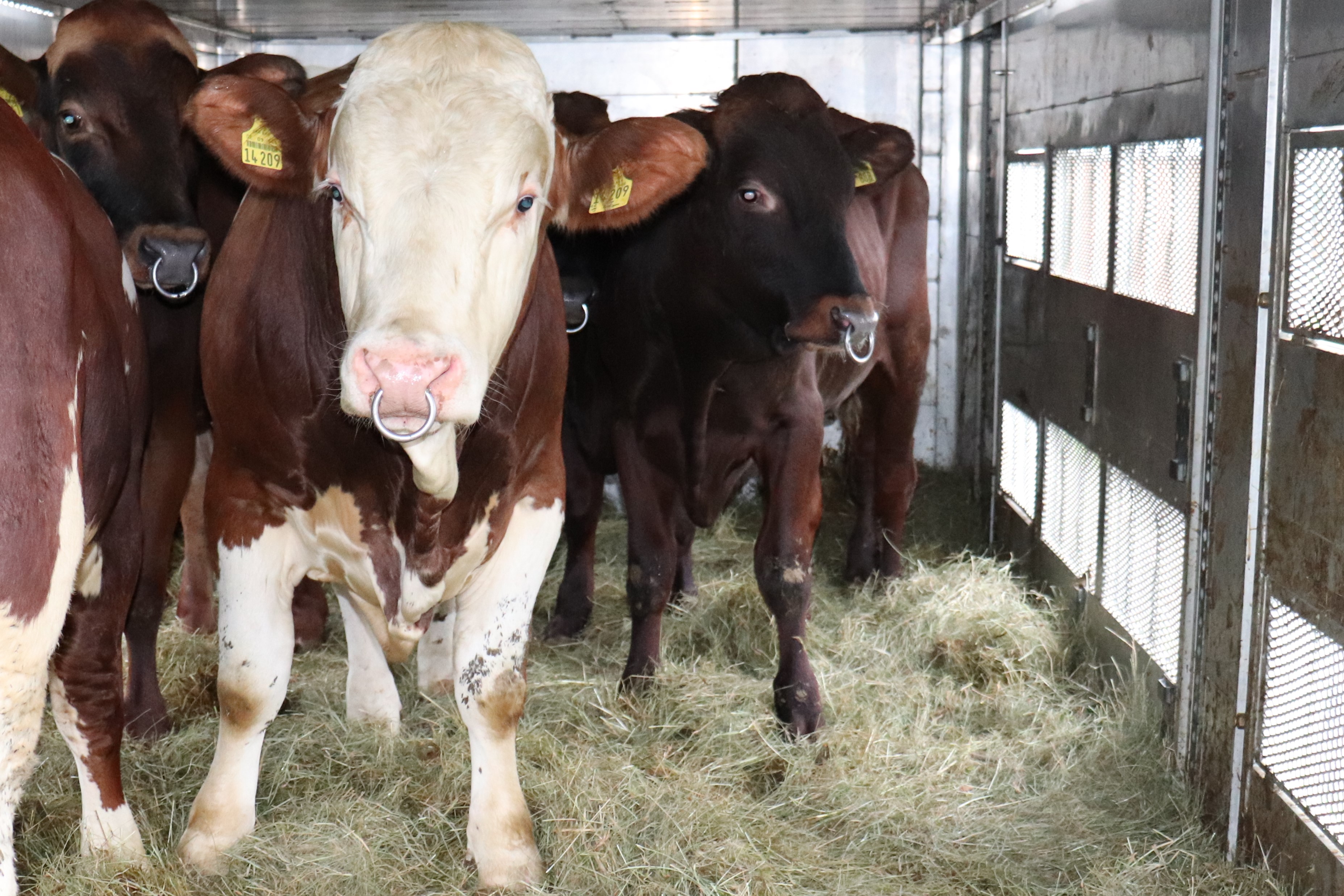 Бычки 3 месячные. Бычки 5 месяцев. Молодые коровы. 3 бычка. Найти номер телефона для продажи бычка.