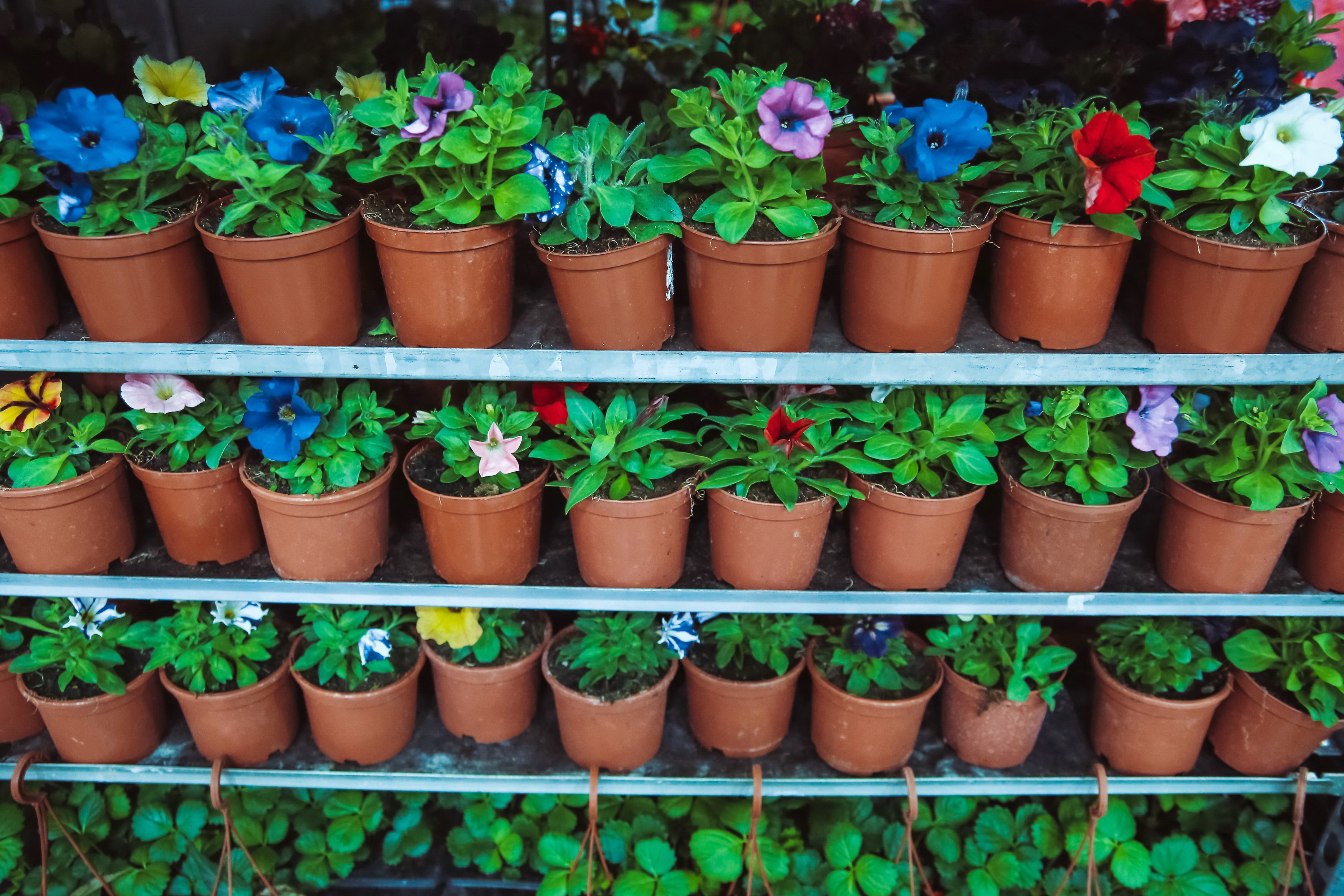 Петербургская зеленая неделя