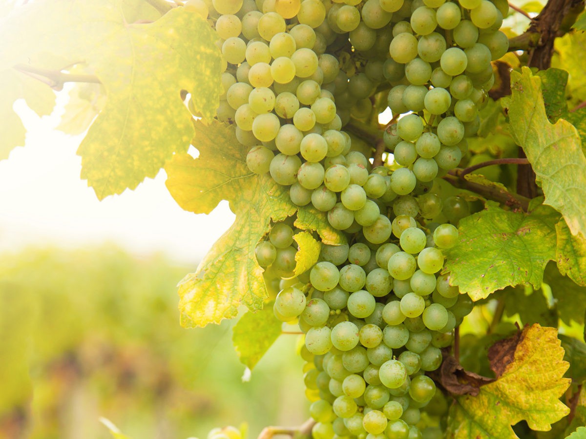 Benefits Of Grapes In A Tasty Herbal Syrup Grapes benefits, Herbalism, Grapes